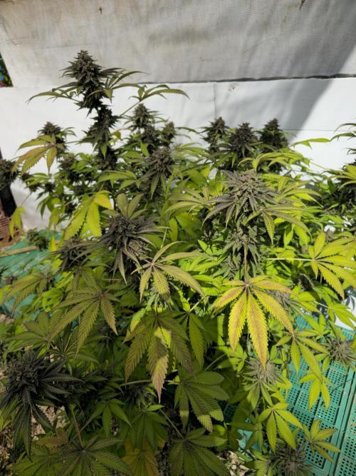 Cookies Feminizada Fotoperiodica. Week 8