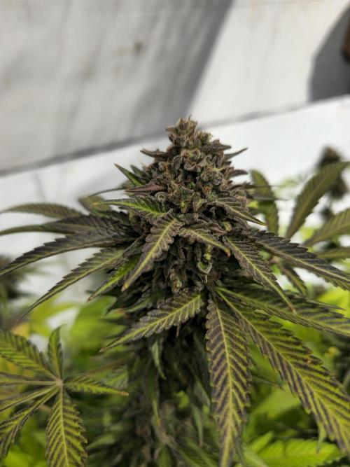 Cookies Feminizada Fotoperiodica. Week 8