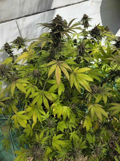 Cookies Feminizada Fotoperiodica. Week 8