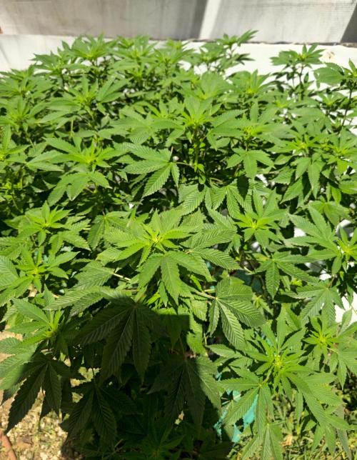 Banana Scout Feminizada  Exterior. Week 1