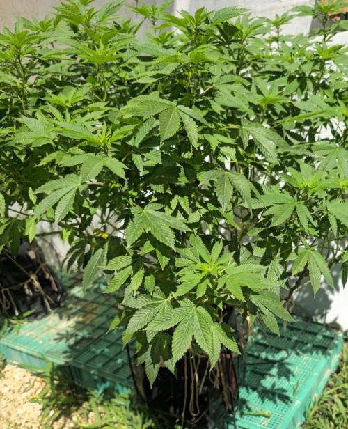 Banana Scout Feminizada  Exterior. Week 1