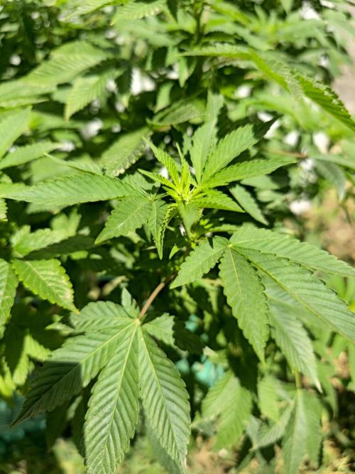 Banana Scout Feminizada  Exterior. Week 1