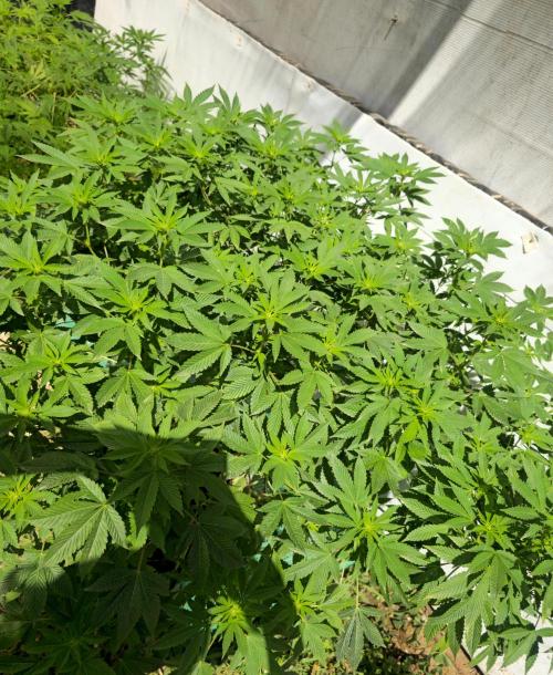 Banana Scout Feminizada  Exterior. Week 1