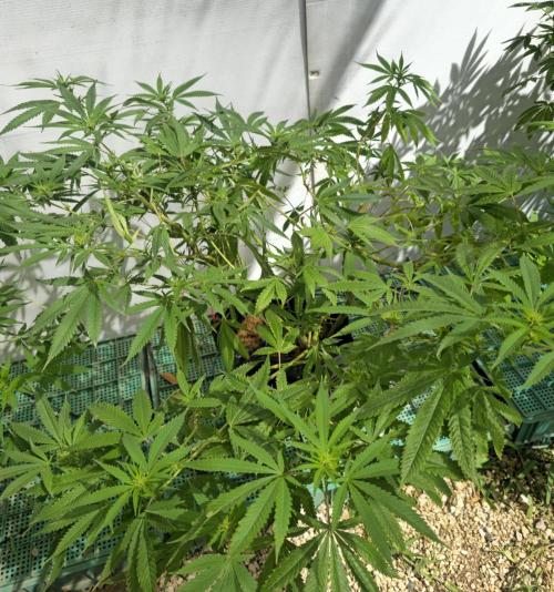 Purple OG Feminizada Exterior. Week 1