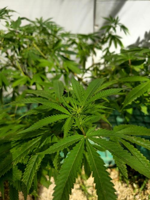 Purple OG Feminizada Exterior. Week 1