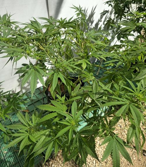 Purple OG Feminizada Exterior. Week 1