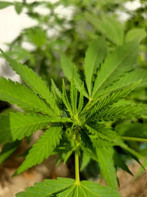 White Kush Feminizada Exterior. Week 1
