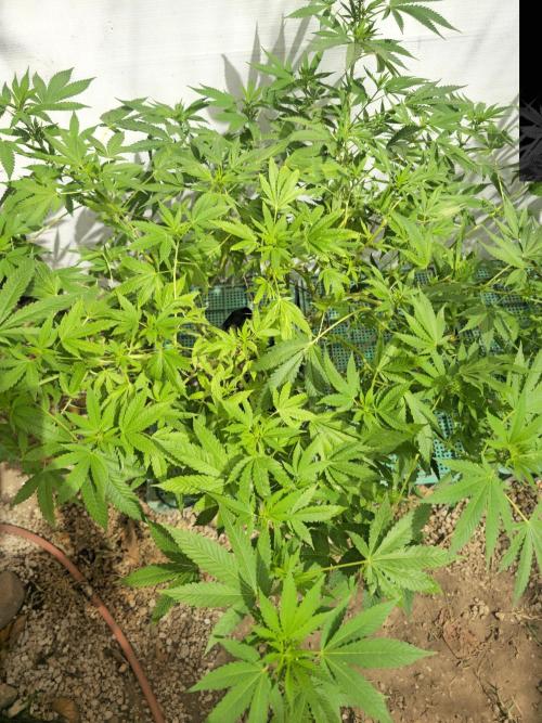 White Kush Feminizada Exterior. Week 1