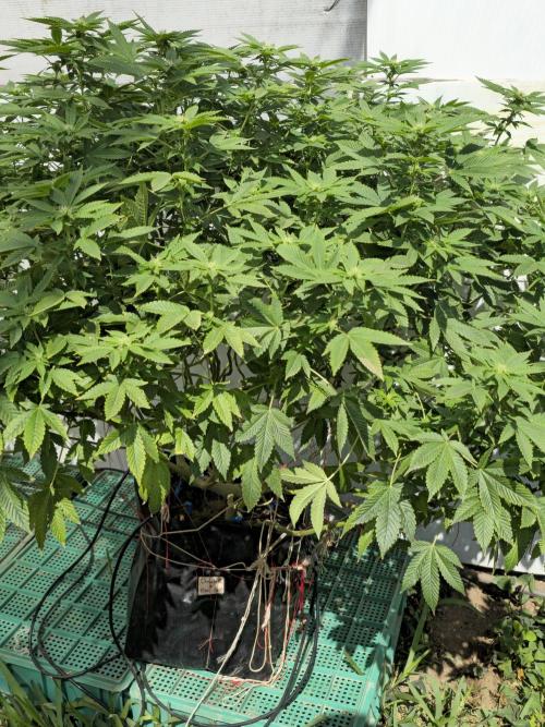 Banana Scout Feminizada  Exterior. Week 2