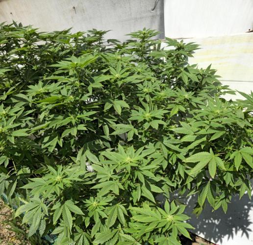 Banana Scout Feminizada  Exterior. Week 2