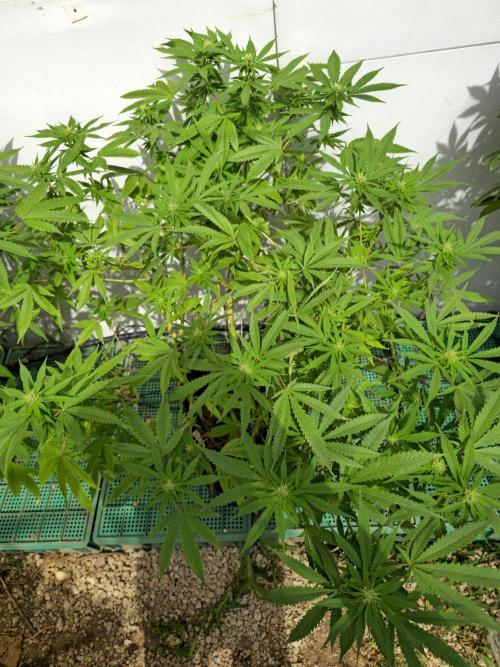 Purple OG Feminizada Exterior. Week 2