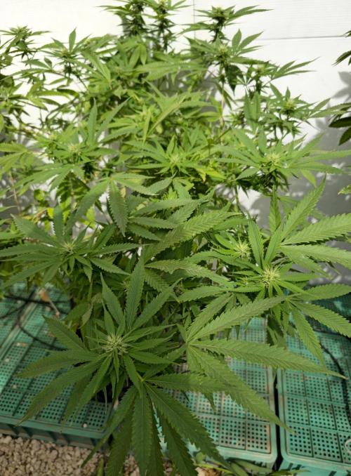 Purple OG Feminizada Exterior. Week 2