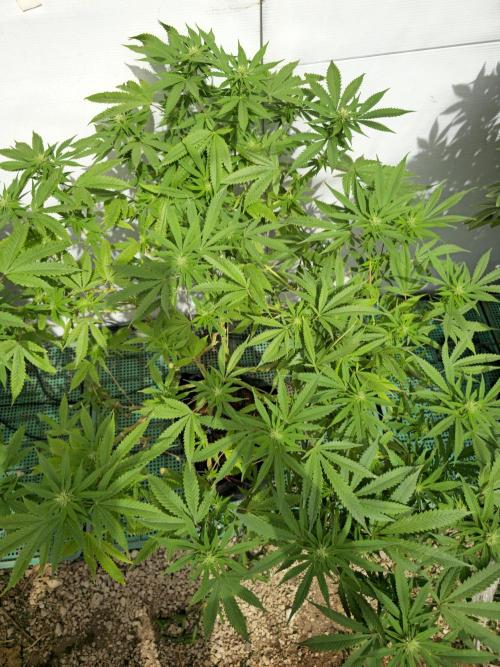Purple OG Feminizada Exterior. Week 2