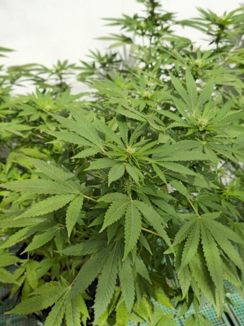 White Kush Feminizada Exterior. Week 2
