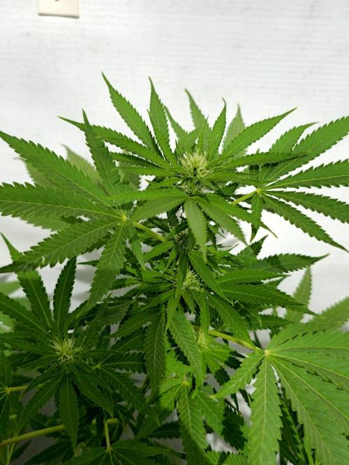 White Kush Feminizada Exterior. Week 2