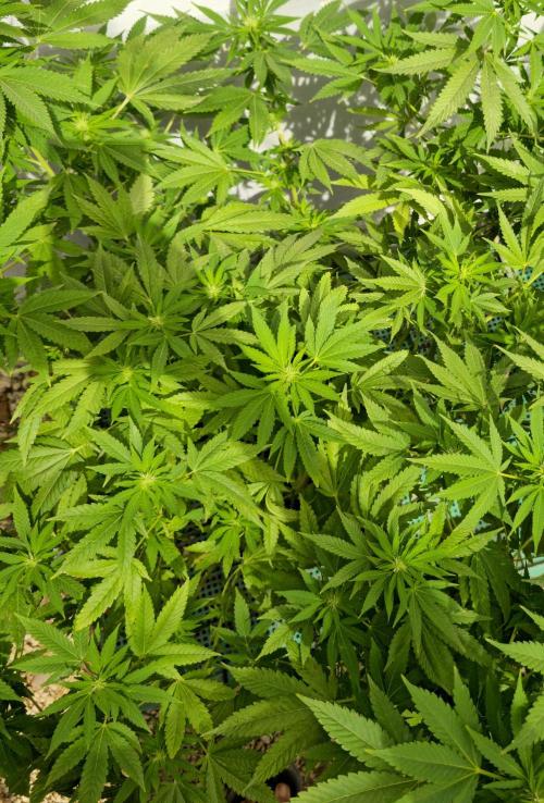 White Kush Feminizada Exterior. Week 2