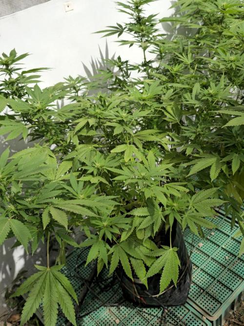 White Kush Feminizada Exterior. Week 2