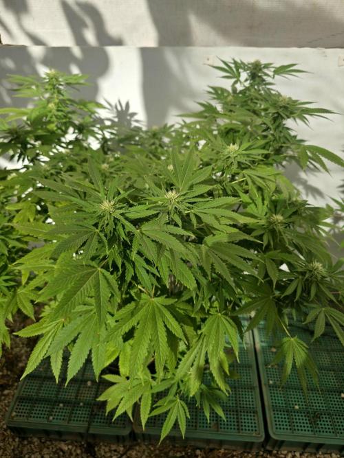 White Kush Feminizada Exterior. Week 3