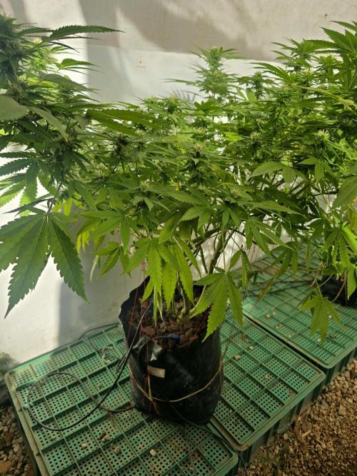 White Kush Feminizada Exterior. Week 3