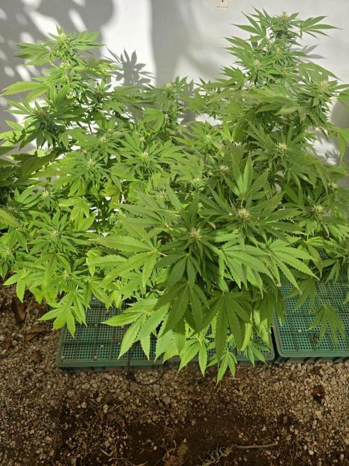 White Kush Feminizada Exterior. Week 3