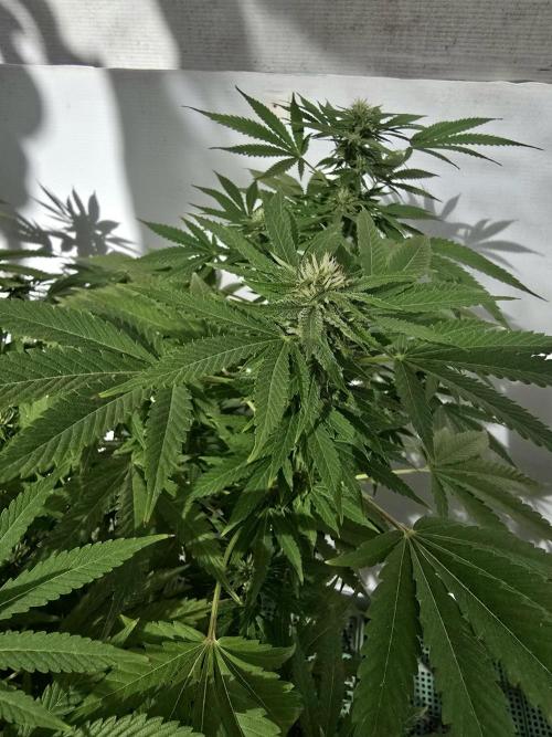 White Kush Feminizada Exterior. Week 3