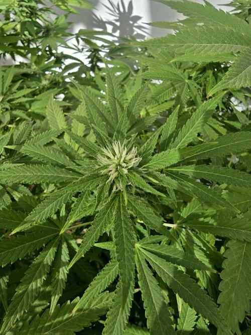 White Kush Feminizada Exterior. Week 3