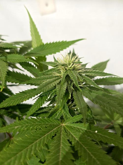 Purple OG Feminizada Exterior. Week 3