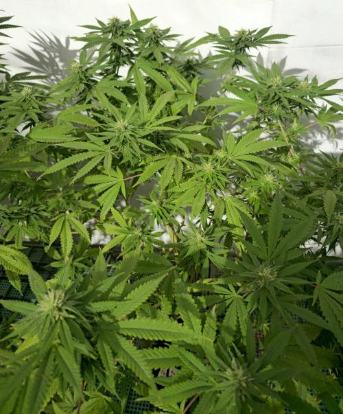 Purple OG Feminizada Exterior. Week 3