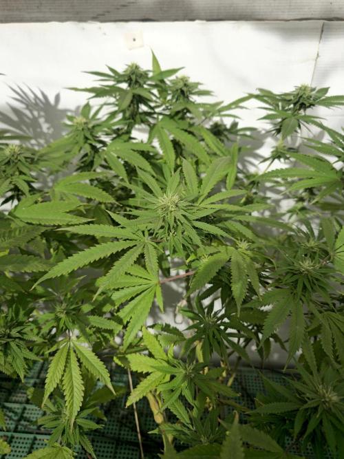 Purple OG Feminizada Exterior. Week 3