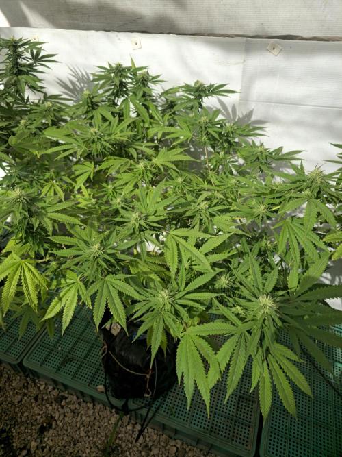 Purple OG Feminizada Exterior. Week 3