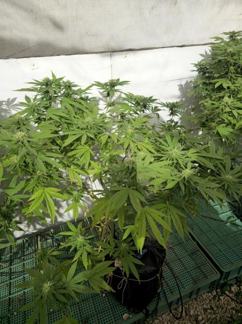 Purple OG Feminizada Exterior. Week 3