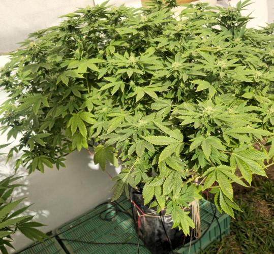 Banana Scout Feminizada  Exterior. Week 3