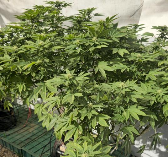 Banana Scout Feminizada  Exterior. Week 3