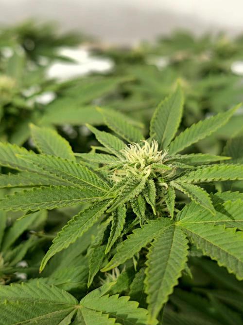 Banana Scout Feminizada  Exterior. Week 3