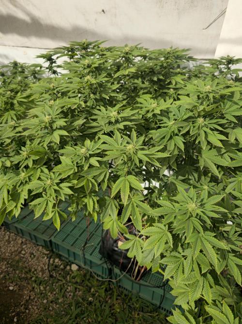 Banana Scout Feminizada  Exterior. Week 3