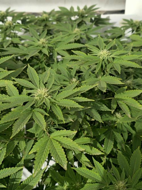 Banana Scout Feminizada  Exterior. Week 3