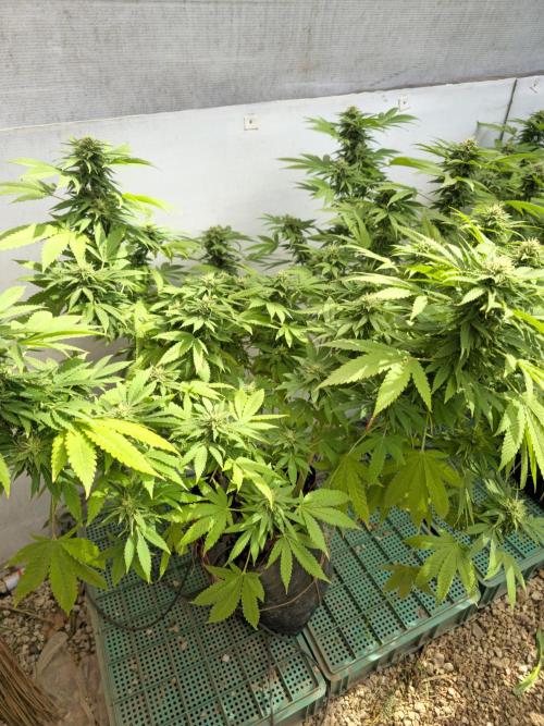 White Kush Feminizada Exterior. Week 4