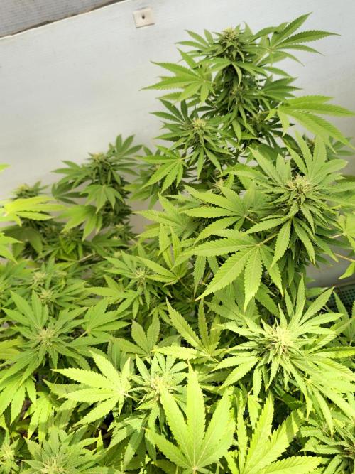 White Kush Feminizada Exterior. Week 4