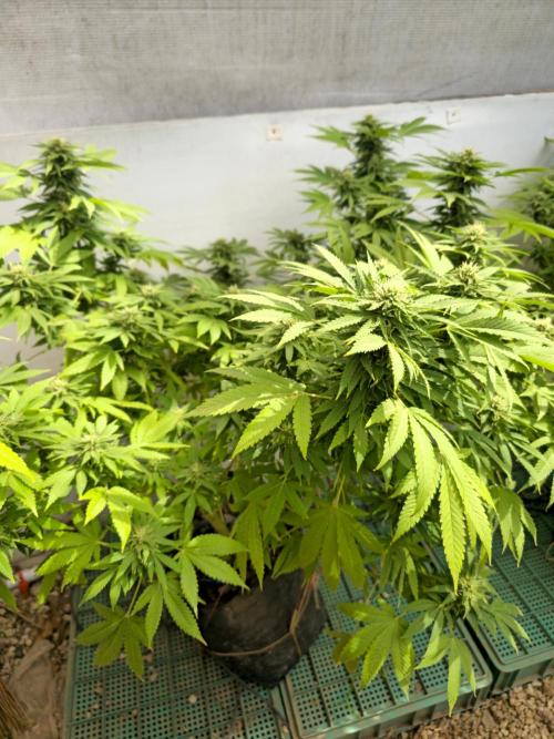 White Kush Feminizada Exterior. Week 4