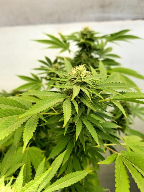 White Kush Feminizada Exterior. Week 4