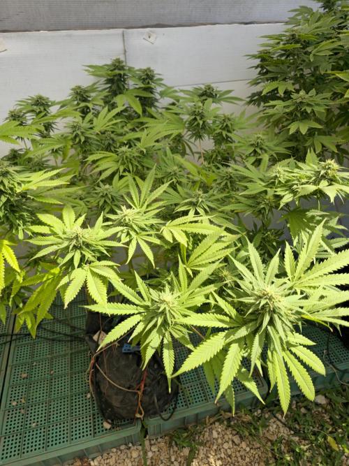 White Kush Feminizada Exterior. Week 4