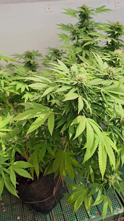 White Kush Feminizada Exterior