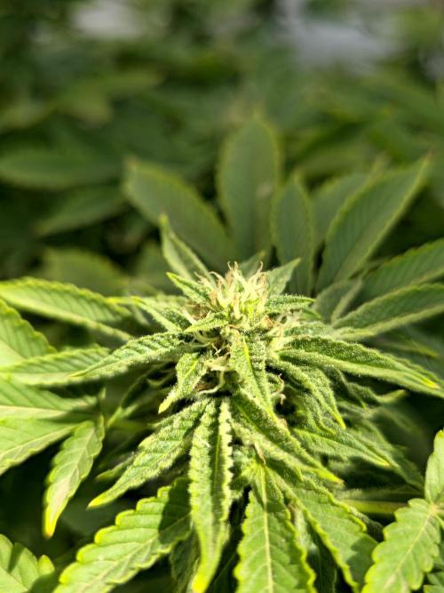 Banana Scout Feminizada  Exterior. Week 4