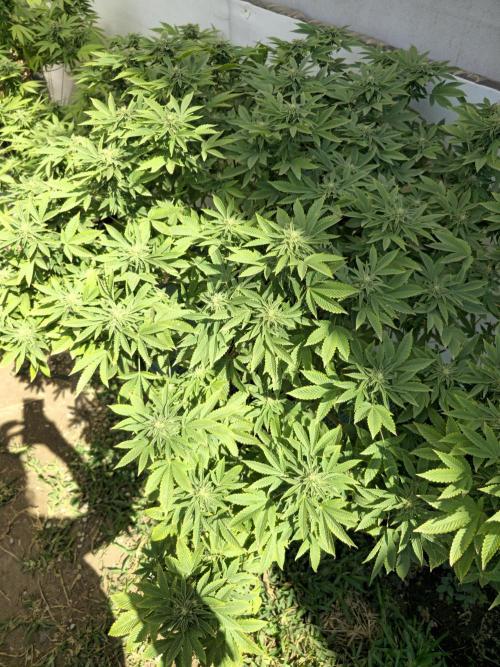 Banana Scout Feminizada  Exterior. Week 4