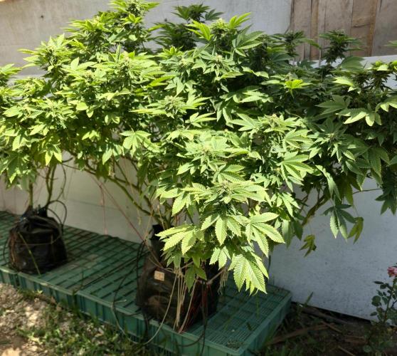 Banana Scout Feminizada  Exterior. Week 4