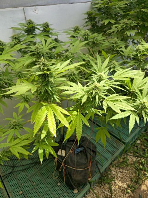 Purple OG Feminizada Exterior. Week 4