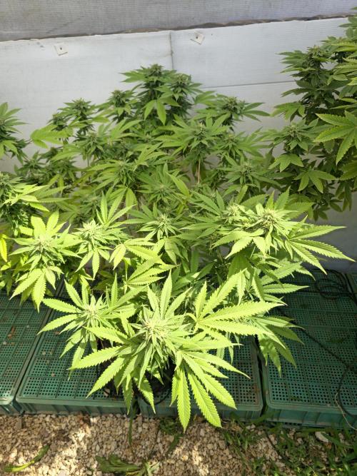 Purple OG Feminizada Exterior. Week 4