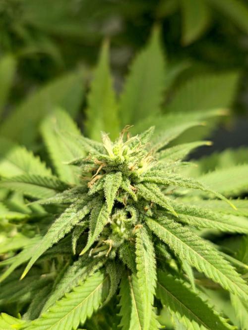 Purple OG Feminizada Exterior. Week 4
