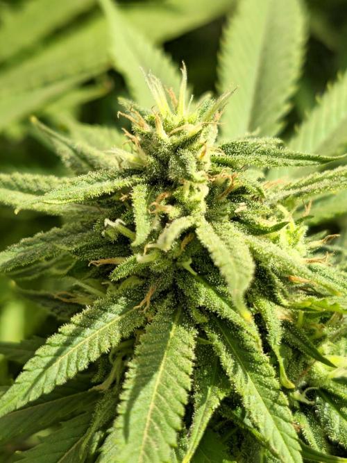 Purple OG Feminizada Exterior. Week 4