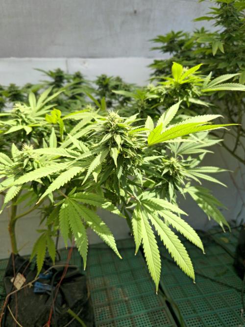 Purple OG Feminizada Exterior. Week 4
